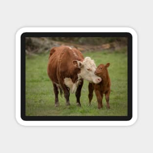 Momma Cow and Calf aka "Bovine Madonna" Magnet