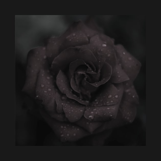 Black Rose by Nature-Arts