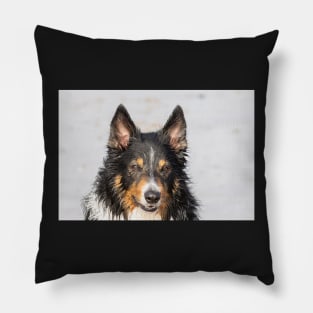 Wet Border Collie Pillow