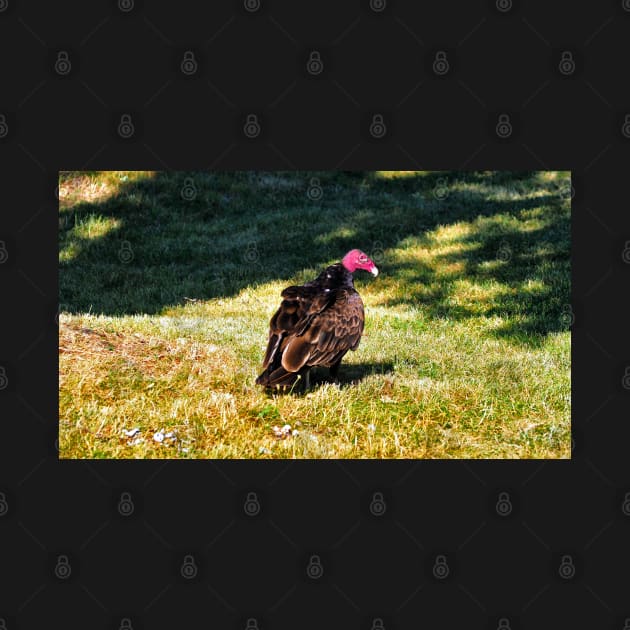 Turkey Vulture Staring by BackyardBirder