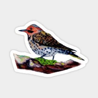 Northern Flicker Magnet