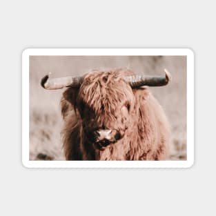 Scottish Highlander Portrait | Scottish Highlander Photography | Scottish Highlander Fine Art Print Magnet