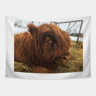 Scottish Highland Cattle Calf 1947 Tapestry