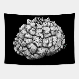 Dioscorea Elephantipes Caudex Tapestry