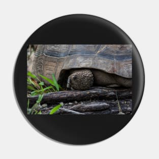 Galapagos Tortoise. Pin