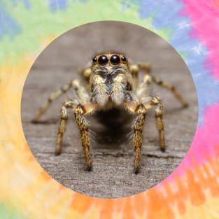 Zebra Jumping Spider Macro Photograph T-Shirt