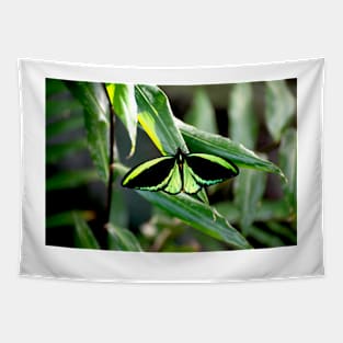 Cairns Birdwing Tapestry