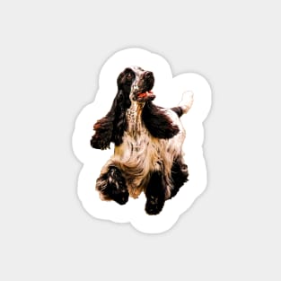 Cocker Spaniel on a merry dog walk Magnet