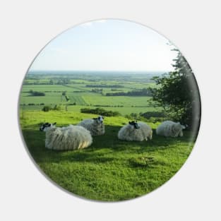 Sheep Relaxing on a Hilltop Pin