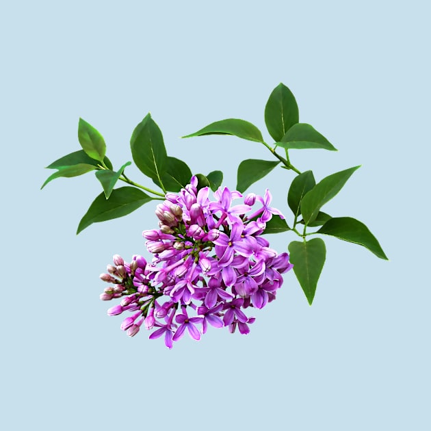 Lovely Lilacs by SusanSavad