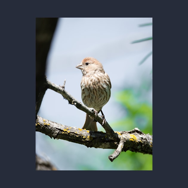 House Finch Profile by Debra Martz