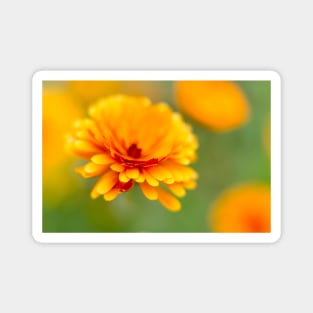 Marigold Flower Magnet