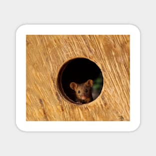 George the mouse in a log pile House mouse in hole Magnet