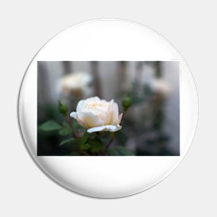 White rose close-up in soft blur focus Pin