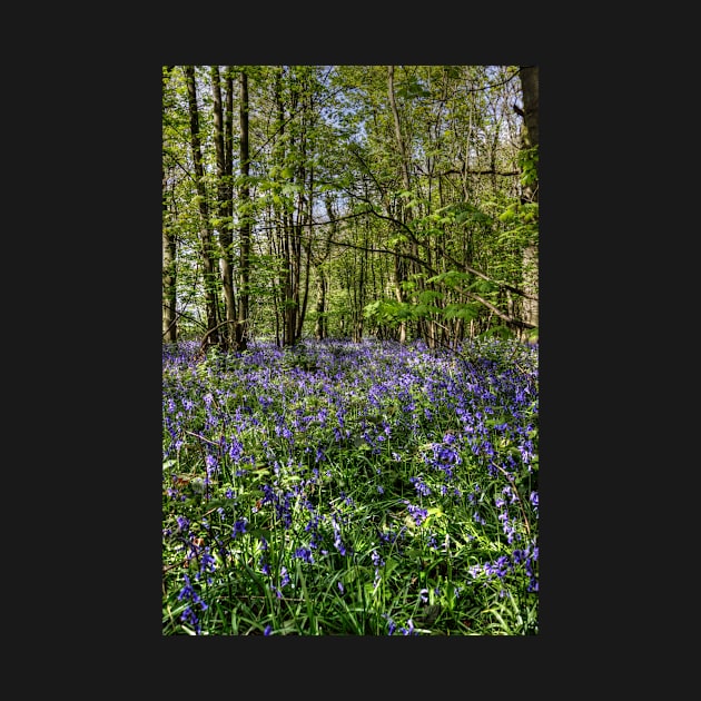 Bluebells Everdon Stubbs Wood by avrilharris