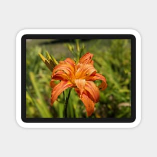 First Day Lily Bloom of the Season Magnet