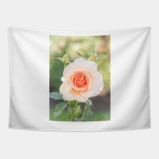 Perfect Pastel Peach Rose Tapestry