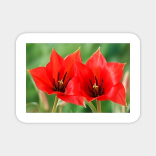 Tulipa linifolia  Flax-leaved tulip  Miscellaneous tulip Magnet