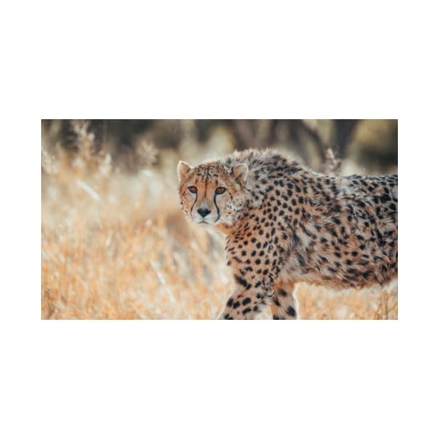 Safari Cheetah by withluke