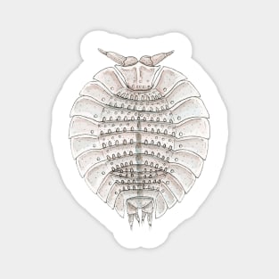 Coatonia phylloniscoides Isopod Magnet