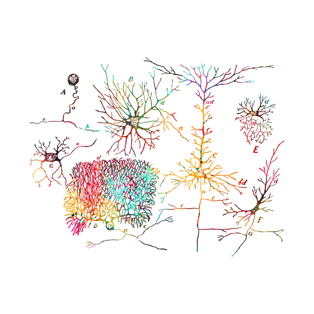 Nerve cells by erzebeth