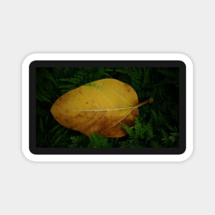 Yellow Leaf Magnet