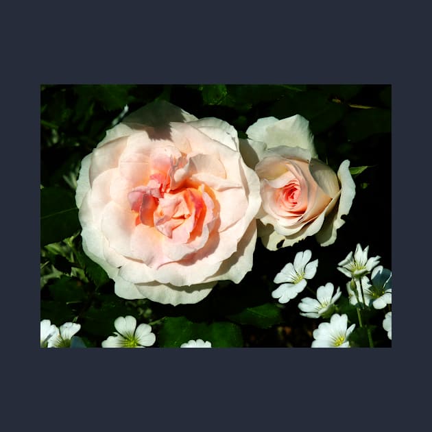 Pale Pink Roses in Garden by SusanSavad