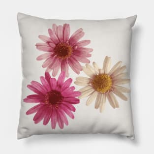 Triple Daisy for Good Luck Pillow