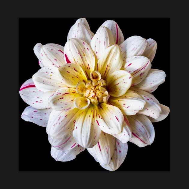 Picasso Dahlia on Black by blossomcophoto