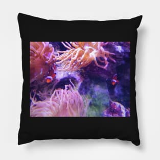 Clown fish in the anemone Pillow