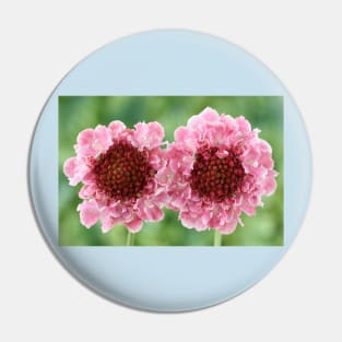 Scabiosa  Marshmallow Scoop = &#39;Dmarshscop&#39;  Scabious  Scoop Series Pin