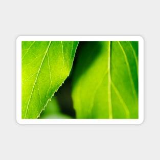 Refreshingly Green Leaves Magnet