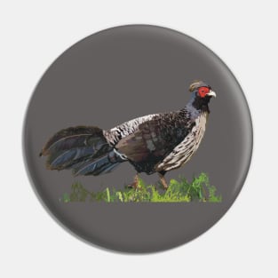 Kalij Pheasant, game bird Pin