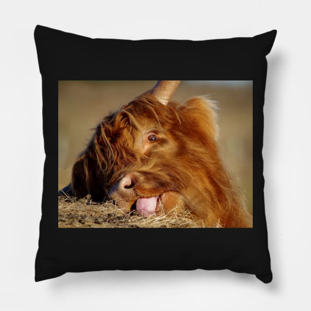 Highland cattle Pillow by Simon-dell