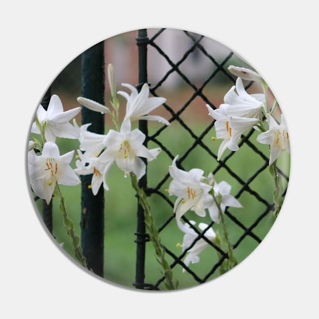 Beautiful white flowers in front of garden fence Pin by Pawsitive2Print