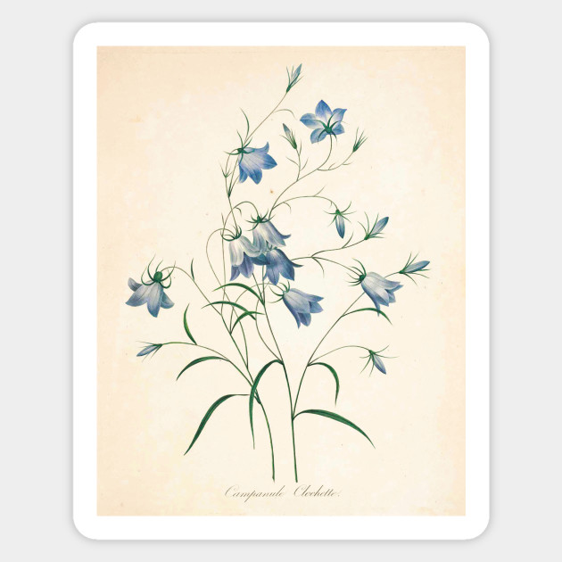 Vintage Flower Color Pencil Hand Drawing Flowers Pegatina Teepublic Mx Tulips to daffidols and roses in her book how to draw modern florals: vintage flower color pencil hand drawing