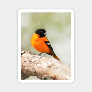 Baltimore Oriole Portrait Magnet