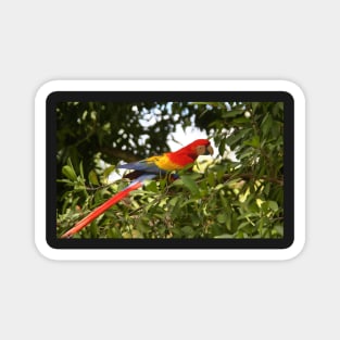 Scarlet Macaw Magnet