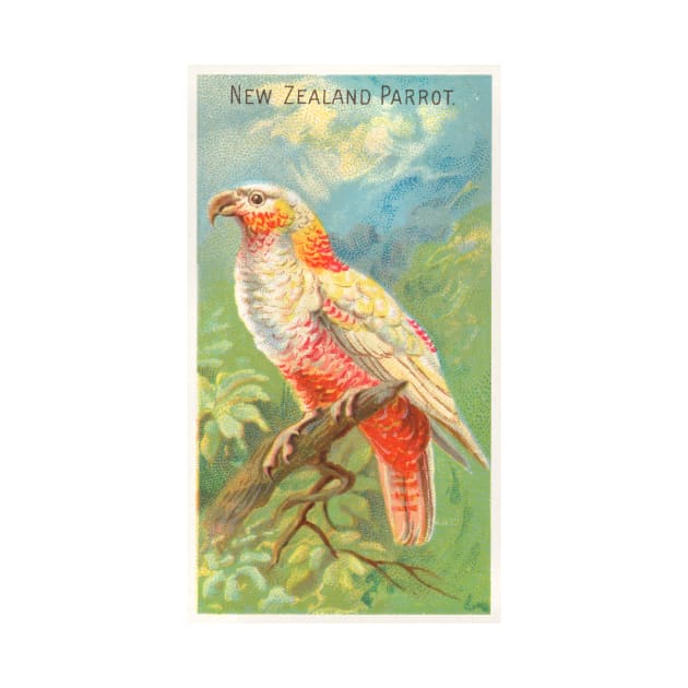 New Zealand Parrot by WAITE-SMITH VINTAGE ART