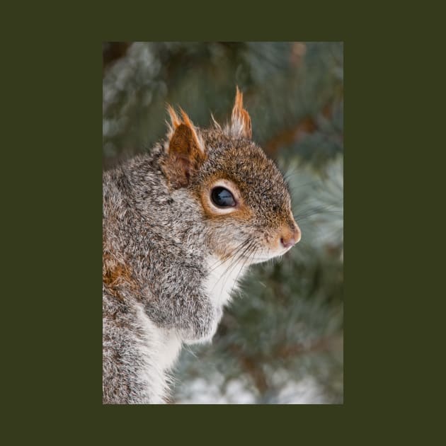 Grey Squirrel by jaydee1400