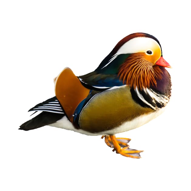 Mandarin duck by kawaii_shop