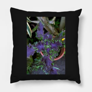 Philippine ornamental plant Pillow