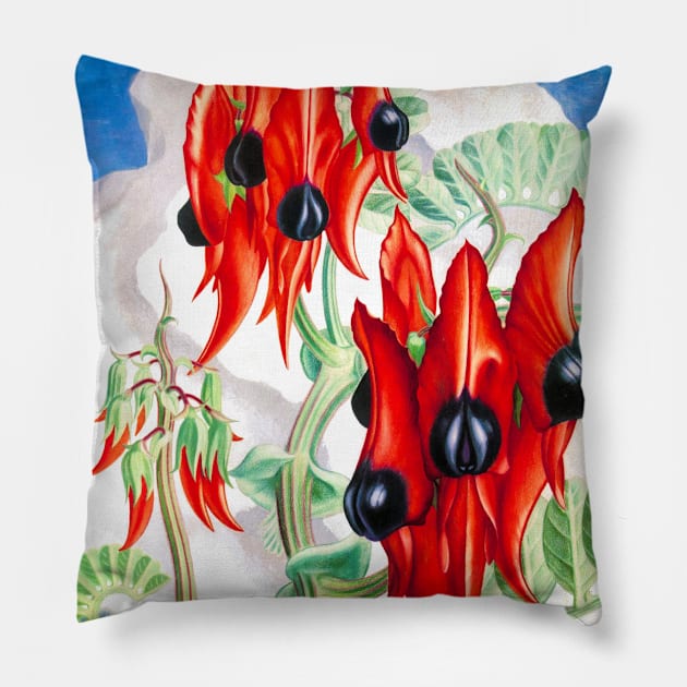 Vintage Travel Poster Australia Sturts Desert Pea Pillow by vintagetreasure