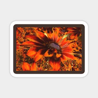 Vivid Chocolate Rudbeckias Magnet