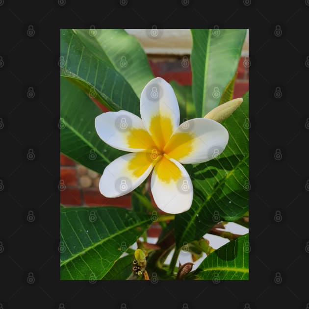 Frangipani by claire-l-page