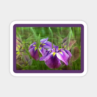 Purple Irises in Motion Magnet