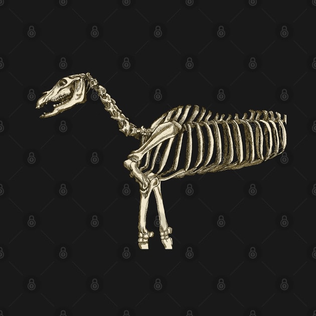 Skeleton Horse by FelisSimha