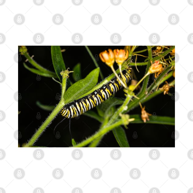 Monarch Caterpillar 3 by Robert Alsop