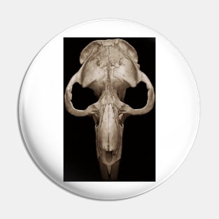 muskrat skull Pin