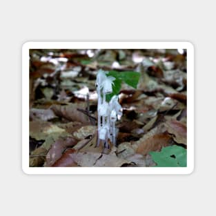 White Ghost Plant Magnet
